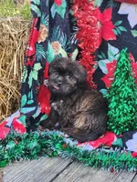 Lexi Male 2, a male Shorkie for sale in Tupelo, MS – Photo 1 of 3