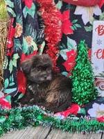 Lexi Male 2, a male Shorkie for sale in Tupelo, MS – Photo 3 of 3