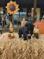 YorkiePoo  Girl 2, a female Yorkipoo for sale in Tupelo, MS – Photo 1 of 3