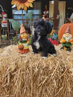 YorkiePoo  Girl 2, a female Yorkipoo for sale in Tupelo, MS – Photo 3 of 3