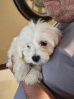 Sugar girl 1, a female Bichon Frise and Maltese for sale in Tupelo, MS – Photo 4 of 4