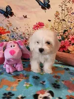 Sugar girl 1, a female Bichon Frise and Maltese for sale in Tupelo, MS – Photo 3 of 4