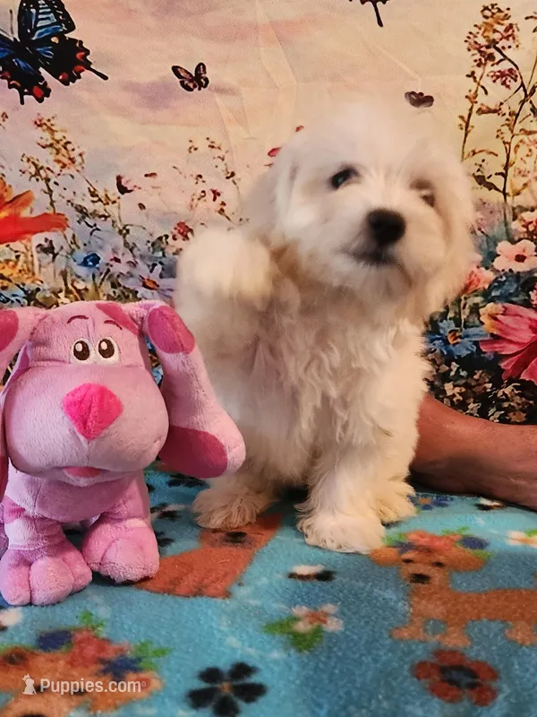 Sugar girl 1, a female Bichon Frise and Maltese for sale in Tupelo, MS – Photo 1 of 4