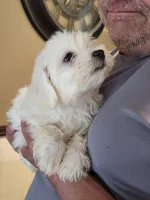 Sugar girl 1, a female Bichon Frise and Maltese for sale in Tupelo, MS – Photo 2 of 4