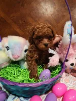 Paris Baby 2, a female Poodle - Toy  for sale in Tupelo, MS – Photo 1 of 2