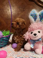 Paris Baby 2, a female Poodle - Toy  for sale in Tupelo, MS – Photo 2 of 2