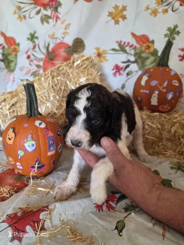 Sheldon – Poodle - Standard  puppy for sale in Tupelo, MS