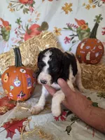 Sheldon, a male Poodle - Standard  for sale in Tupelo, MS – 1 of 3