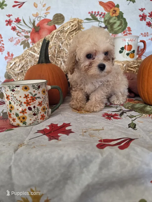 George – Poodle - Toy  puppy for sale in Tupelo, MS