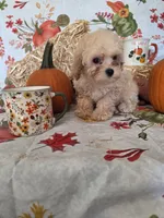 George, a male Poodle - Toy  for sale in Tupelo, MS – 1 of 5