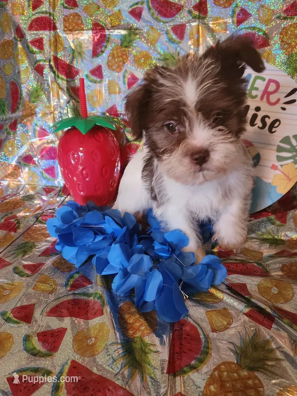 Jessie – Miniature Schnauzer, Shih Tzu puppy for sale in Tupelo, MS