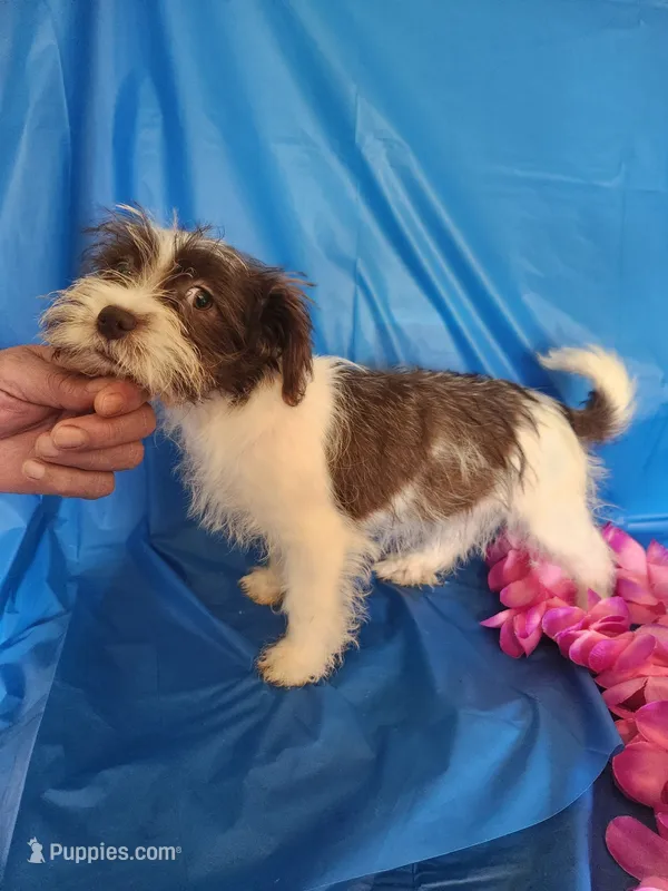 Daisy – Miniature Schnauzer, Shih Tzu puppy for sale in Tupelo, MS