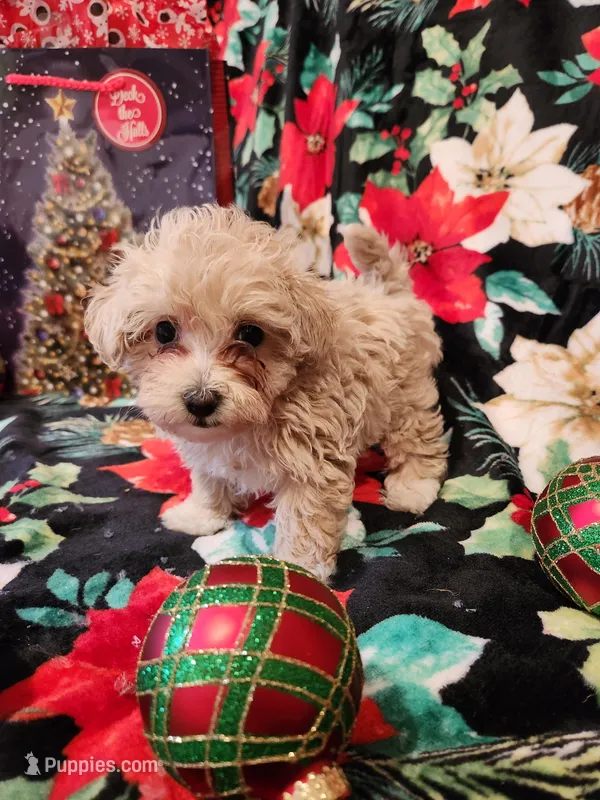 Girl 2, a female Maltipoo for sale in Tupelo, MS – Photo 1 of 3