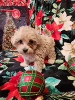 Girl 2, a female Maltipoo for sale in Tupelo, MS – Photo 1 of 3