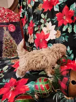 Girl 2, a female Maltipoo for sale in Tupelo, MS – Photo 3 of 3