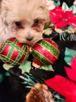 Girl 2, a female Maltipoo for sale in Tupelo, MS – Photo 2 of 3