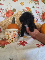 Conway, a male Poodle - Toy  for sale in Tupelo, MS – 4 of 8