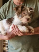 Jessie, a male Miniature Schnauzer and Shih Tzu for sale in Tupelo, MS – 2 of 6