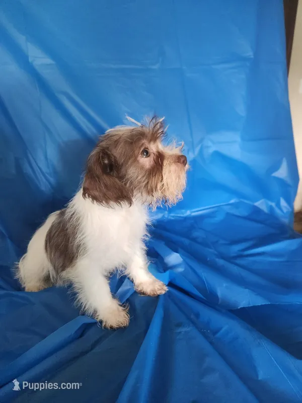 Jessie – Miniature Schnauzer, Shih Tzu puppy for sale in Tupelo, MS
