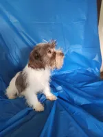 Jessie, a male Miniature Schnauzer and Shih Tzu for sale in Tupelo, MS – 3 of 6