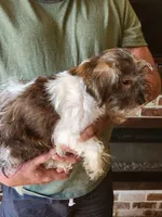 Luke, a male Miniature Schnauzer and Shih Tzu for sale in Tupelo, MS – 2 of 7