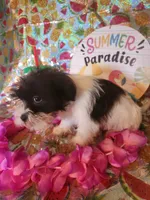 Lulu, a female Miniature Schnauzer and Shih Tzu for sale in Tupelo, MS – 2 of 3
