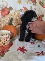 Conway, a male Poodle - Toy  for sale in Tupelo, MS – 2 of 8
