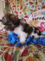 Luke, a male Miniature Schnauzer and Shih Tzu for sale in Tupelo, MS – 2 of 3