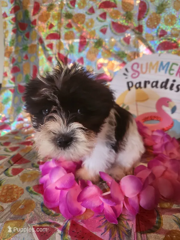 Lulu – Miniature Schnauzer, Shih Tzu puppy for sale in Tupelo, MS