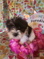 Lulu, a female Miniature Schnauzer and Shih Tzu for sale in Tupelo, MS – 1 of 3
