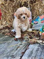 Male 3, a male Poodle - Toy  for sale in Tupelo, MS – Photo 5 of 6