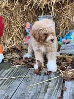 Male 3, a male Poodle - Toy  for sale in Tupelo, MS – Photo 4 of 6