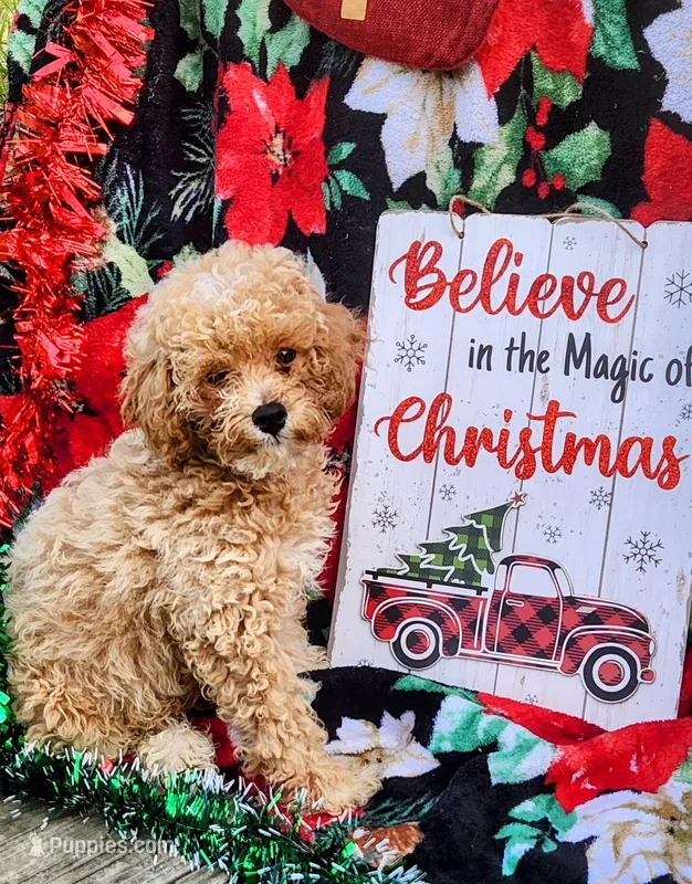 Male 3, a male Poodle - Toy  for sale in Tupelo, MS – Photo 1 of 6