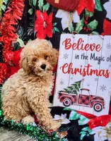 Male 3, a male Poodle - Toy  for sale in Tupelo, MS – Photo 1 of 6