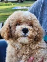 Male 3, a male Poodle - Toy  for sale in Tupelo, MS – Photo 6 of 6