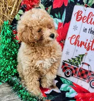 Male 3, a male Poodle - Toy  for sale in Tupelo, MS – Photo 2 of 6