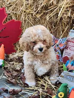 Male 3, a male Poodle - Toy  for sale in Tupelo, MS – Photo 3 of 6