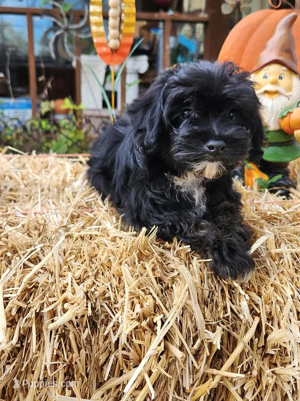 YorkiePoo Boy 1, a male Yorkipoo for sale in Tupelo, MS – Photo 1 of 4