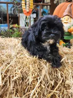 YorkiePoo Boy 1, a male Yorkipoo for sale in Tupelo, MS – Photo 1 of 4