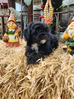 YorkiePoo Boy 1, a male Yorkipoo for sale in Tupelo, MS – Photo 2 of 4