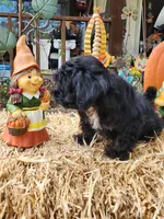 YorkiePoo Boy 1, a male Yorkipoo for sale in Tupelo, MS – Photo 4 of 4