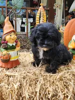 YorkiePoo Boy 1, a male Yorkipoo for sale in Tupelo, MS – Photo 3 of 4