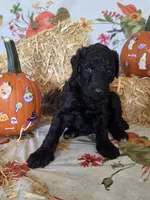 Penny, a female Poodle - Standard  for sale in Tupelo, MS – 1 of 3