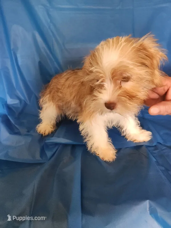 Bo – Miniature Schnauzer, Shih Tzu puppy for sale in Tupelo, MS