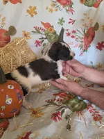 Sheldon, a male Poodle - Standard  for sale in Tupelo, MS – 3 of 3