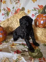 Leonard, a male Poodle - Standard  for sale in Tupelo, MS – 1 of 3