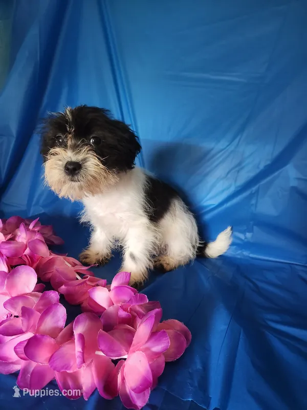 Lulu – Miniature Schnauzer, Shih Tzu puppy for sale in Tupelo, MS