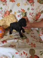 Leonard, a male Poodle - Standard  for sale in Tupelo, MS – 2 of 3