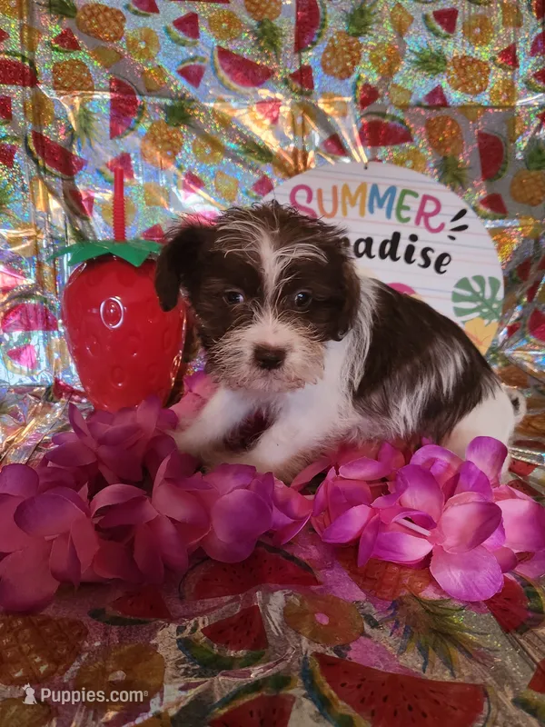 Daisy – Miniature Schnauzer, Shih Tzu puppy for sale in Tupelo, MS