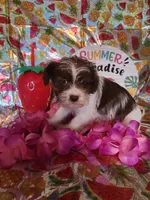 Daisy, a female Miniature Schnauzer and Shih Tzu for sale in Tupelo, MS – 1 of 2